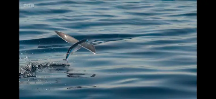 Flying fish sp. () as shown in Planet Earth III - Ocean